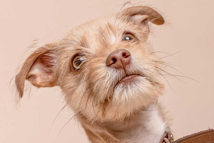 Animal Nation Are Strugling To Save Their Wildlife