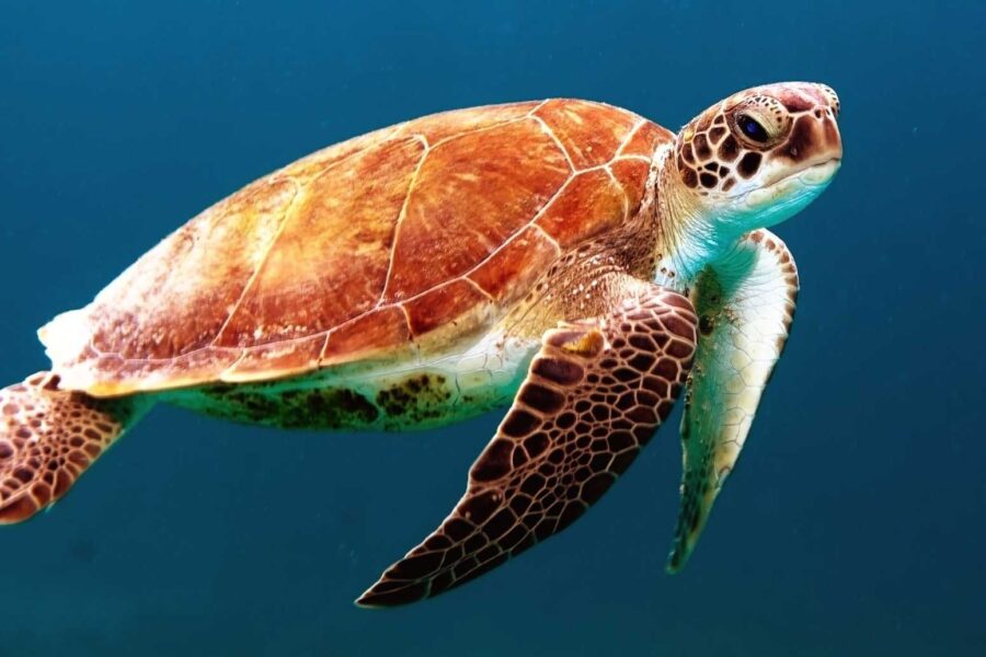 African Nation Are Strugling To Save Their Wildlife