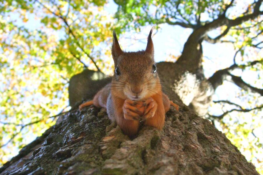 African Nation Are Strugling To Save Their Wildlife