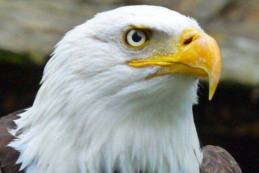 African Nation Are Strugling To Save Their Wildlife