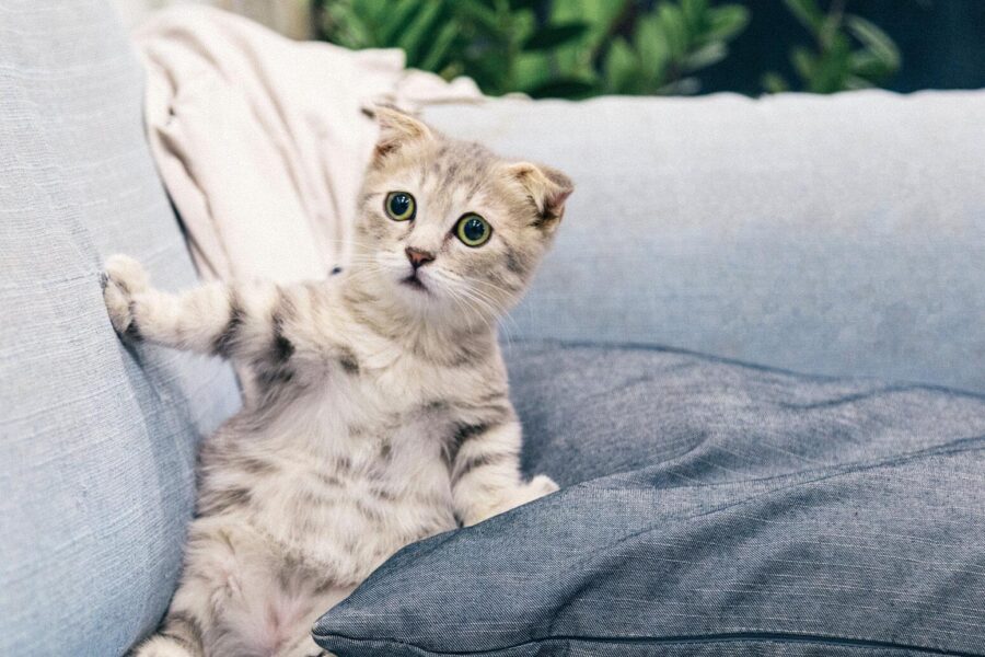 Why Did this Beautiful Tiger Mama Reject the Father of Her Cubs?