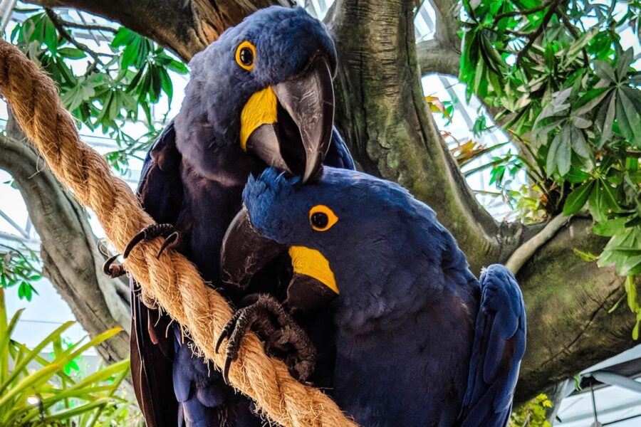 Painted Wolves Caught on Camera Hunting Baboons for the First Time