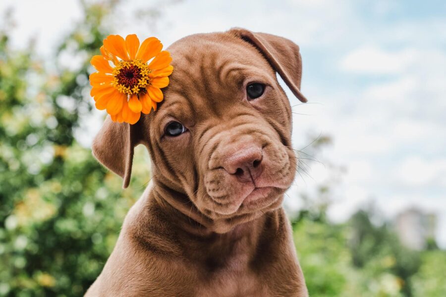 Habitat Fragmentation Causes Inbreeding in California Cougars