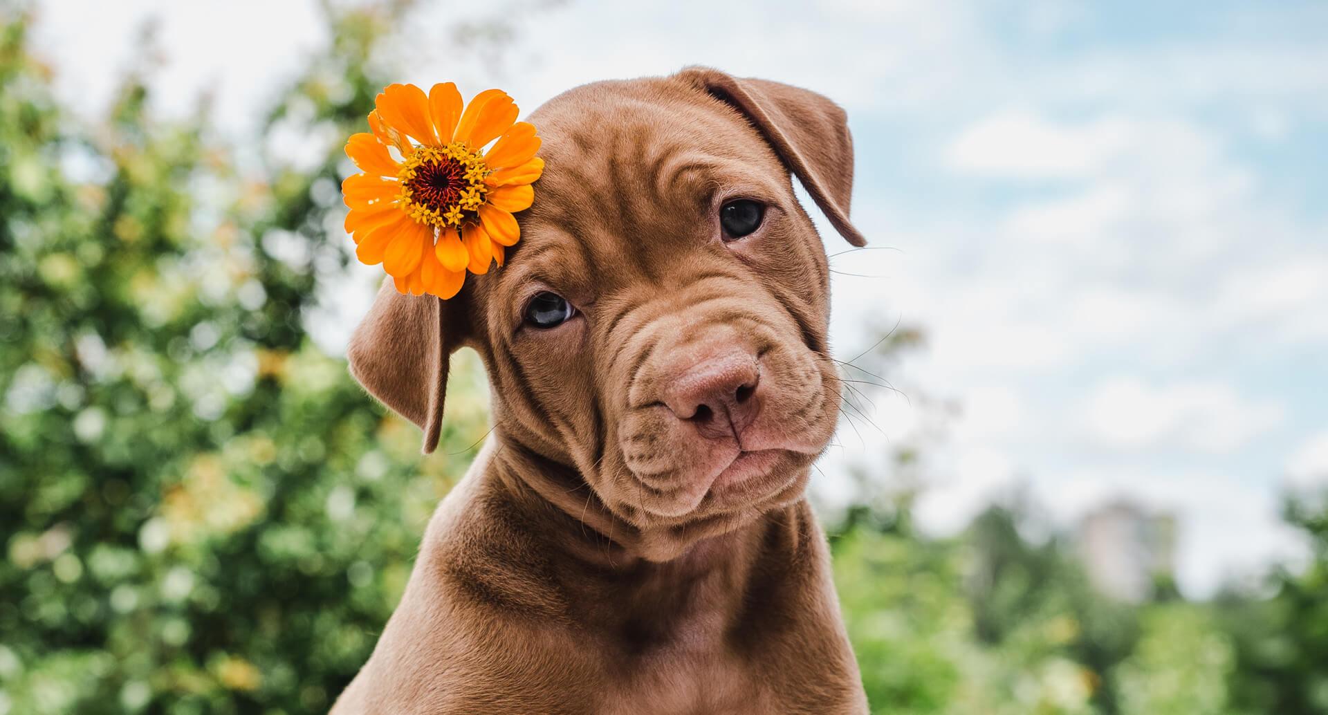Habitat Fragmentation Causes Inbreeding in California Cougars