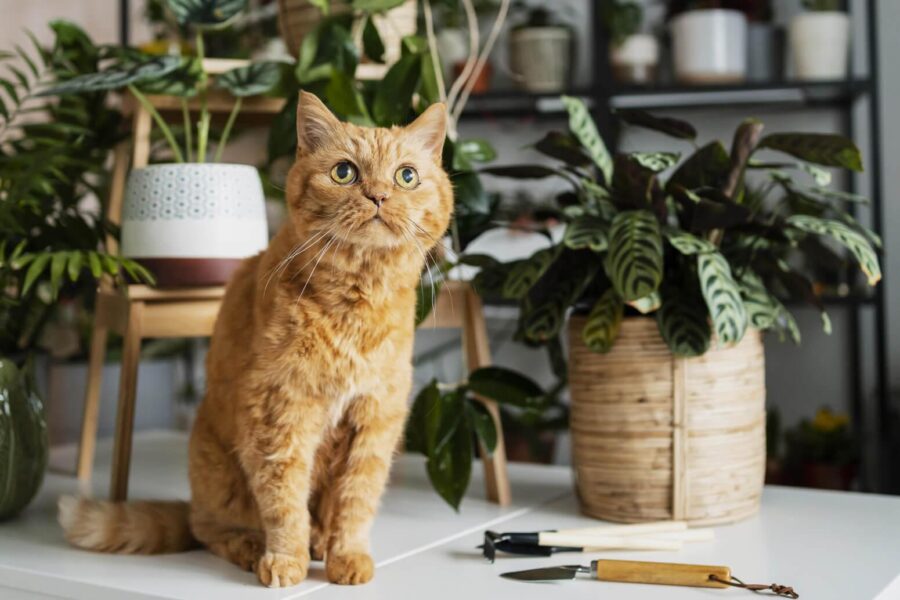 Iguana with Back Fangs Spotted for the First Time in Two Decades