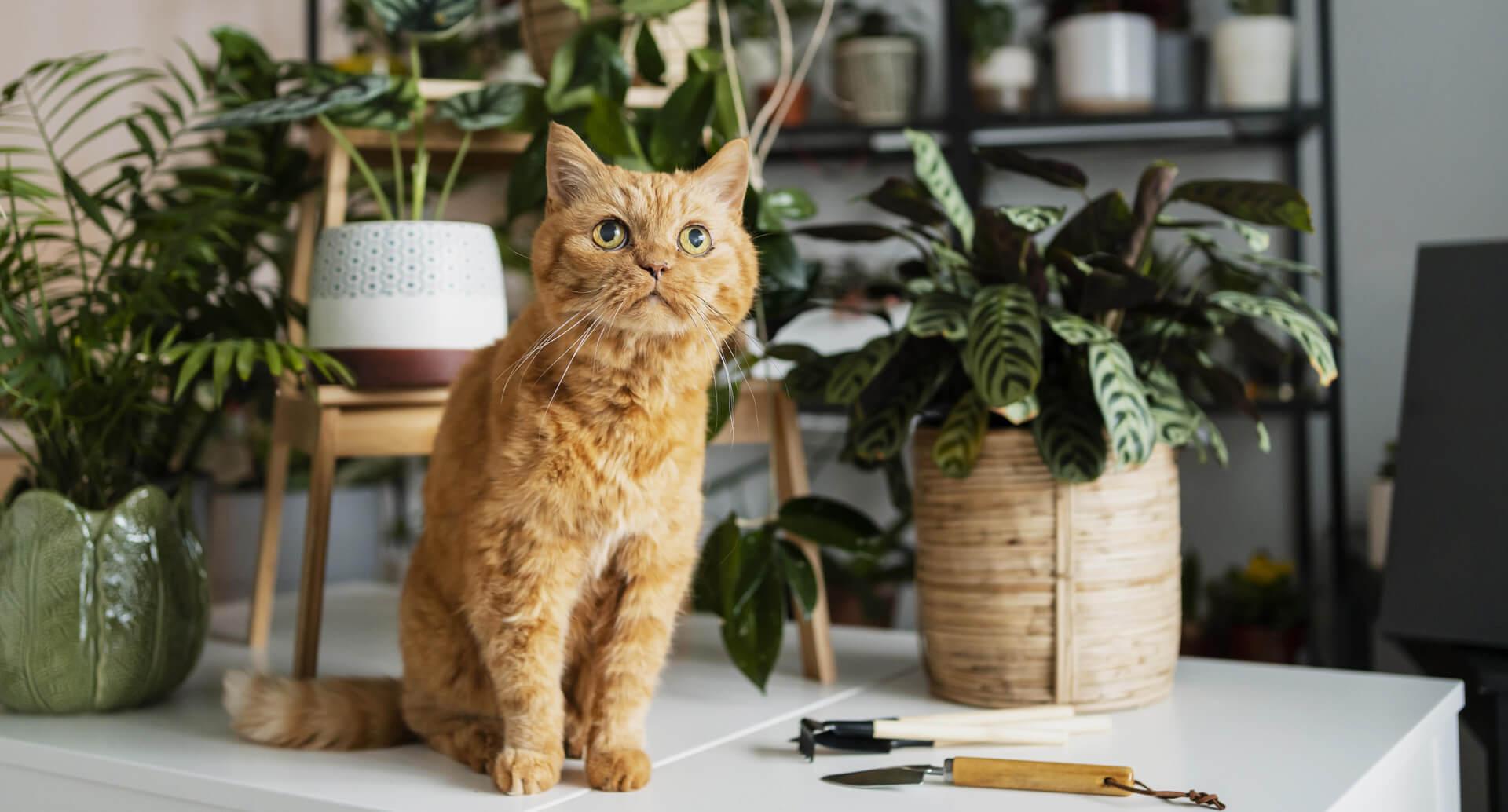 Iguana with Back Fangs Spotted for the First Time in Two Decades