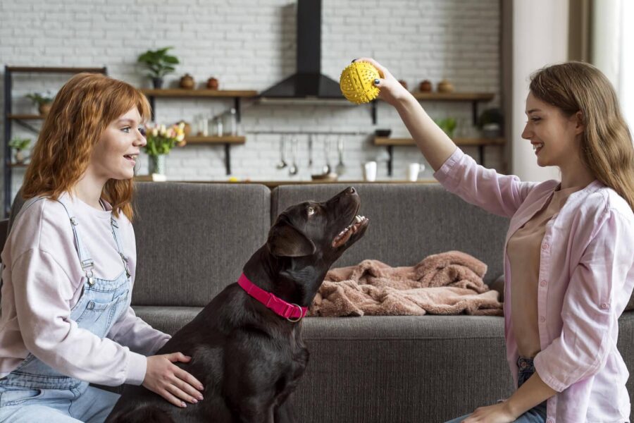 Thousands of Female Koalas Face this Enormous Problem in the Wild
